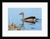 Knob-billed duck (Sarkidiornis melanotos) by Anonymous