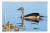 Knob-billed duck (Sarkidiornis melanotos) by Anonymous