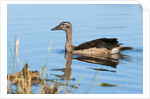 Knob-billed duck (Sarkidiornis melanotos) by Anonymous