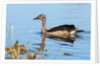Knob-billed duck (Sarkidiornis melanotos) by Anonymous