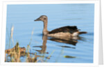 Knob-billed duck (Sarkidiornis melanotos) by Anonymous