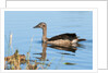 Knob-billed duck (Sarkidiornis melanotos) by Anonymous