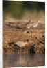 Laughing dove (Streptopelia senegalensis) by Anonymous