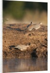 Laughing dove (Streptopelia senegalensis) by Anonymous