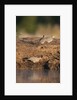 Laughing dove (Streptopelia senegalensis) by Anonymous