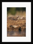 Laughing dove (Streptopelia senegalensis) by Anonymous