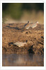 Laughing dove (Streptopelia senegalensis) by Anonymous