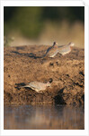 Laughing dove (Streptopelia senegalensis) by Anonymous
