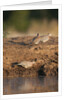 Laughing dove (Streptopelia senegalensis) by Anonymous
