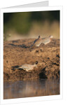 Laughing dove (Streptopelia senegalensis) by Anonymous