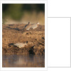 Laughing dove (Streptopelia senegalensis) by Anonymous