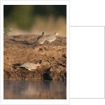 Laughing dove (Streptopelia senegalensis) by Anonymous