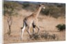 Southern giraffe (Giraffa camelopardalis) by Anonymous