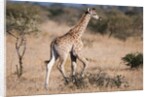 Southern giraffe (Giraffa camelopardalis) by Anonymous