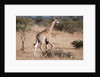 Southern giraffe (Giraffa camelopardalis) by Anonymous