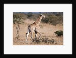 Southern giraffe (Giraffa camelopardalis) by Anonymous