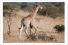 Southern giraffe (Giraffa camelopardalis) by Anonymous