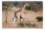 Southern giraffe (Giraffa camelopardalis) by Anonymous