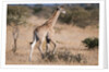 Southern giraffe (Giraffa camelopardalis) by Anonymous