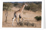 Southern giraffe (Giraffa camelopardalis) by Anonymous