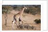 Southern giraffe (Giraffa camelopardalis) by Anonymous
