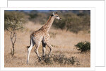 Southern giraffe (Giraffa camelopardalis) by Anonymous
