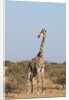 Southern giraffe (Giraffa camelopardalis) by Anonymous
