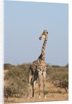 Southern giraffe (Giraffa camelopardalis) by Anonymous