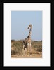 Southern giraffe (Giraffa camelopardalis) by Anonymous