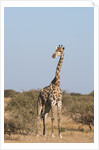Southern giraffe (Giraffa camelopardalis) by Anonymous