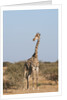 Southern giraffe (Giraffa camelopardalis) by Anonymous