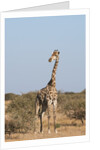 Southern giraffe (Giraffa camelopardalis) by Anonymous