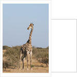 Southern giraffe (Giraffa camelopardalis) by Anonymous