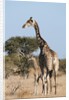Southern giraffe (Giraffa camelopardalis) by Anonymous