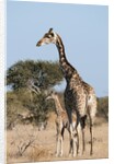 Southern giraffe (Giraffa camelopardalis) by Anonymous