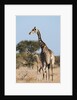 Southern giraffe (Giraffa camelopardalis) by Anonymous