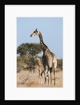 Southern giraffe (Giraffa camelopardalis) by Anonymous