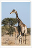 Southern giraffe (Giraffa camelopardalis) by Anonymous
