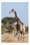 Southern giraffe (Giraffa camelopardalis) by Anonymous