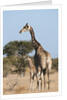 Southern giraffe (Giraffa camelopardalis) by Anonymous