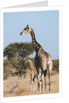 Southern giraffe (Giraffa camelopardalis) by Anonymous