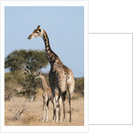 Southern giraffe (Giraffa camelopardalis) by Anonymous