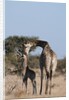 Southern giraffe (Giraffa camelopardalis) by Anonymous