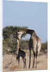 Southern giraffe (Giraffa camelopardalis) by Anonymous