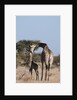 Southern giraffe (Giraffa camelopardalis) by Anonymous
