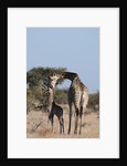 Southern giraffe (Giraffa camelopardalis) by Anonymous