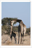 Southern giraffe (Giraffa camelopardalis) by Anonymous