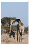 Southern giraffe (Giraffa camelopardalis) by Anonymous