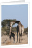 Southern giraffe (Giraffa camelopardalis) by Anonymous