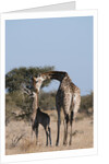 Southern giraffe (Giraffa camelopardalis) by Anonymous